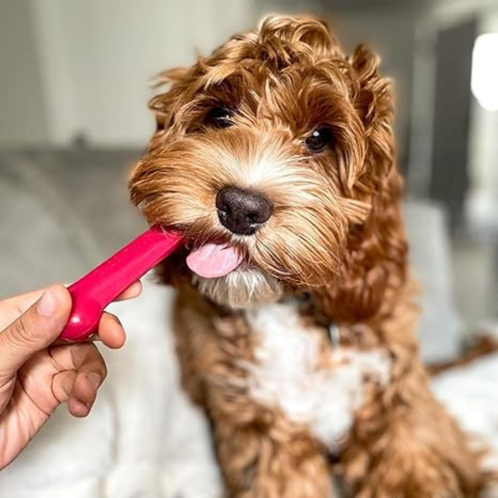 Power Chew Nylon Bone Variety Pack, Durable Nylon Dog Bones, Textured Dental Chews for Small Breeds, Long-Lasting Dental Toys for Aggressive Chewers